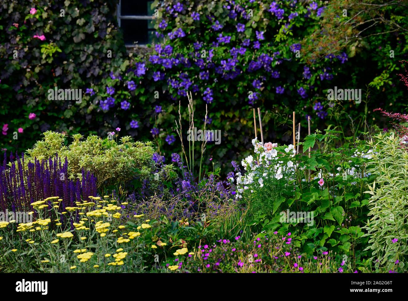 mixed planting scheme,perennial borders,climbing roses,clematis,flowers