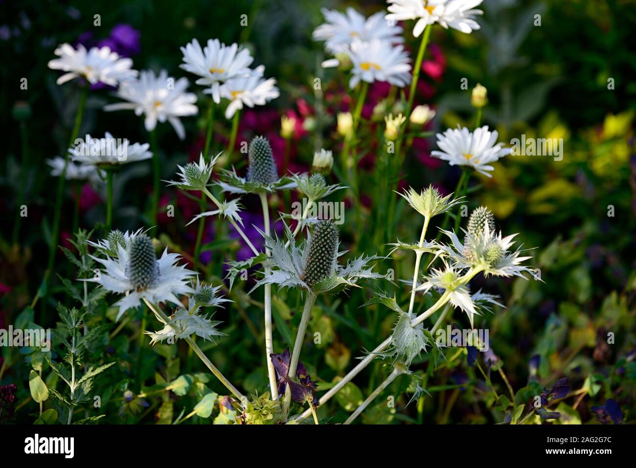 Eryngium giganteum Miss Willmott's Ghost,Silver Ghost,sea holly,sea hollies,silver flower,blue flowers,flowering,grass,grasses,mix,mixed,planting comb Stock Photo