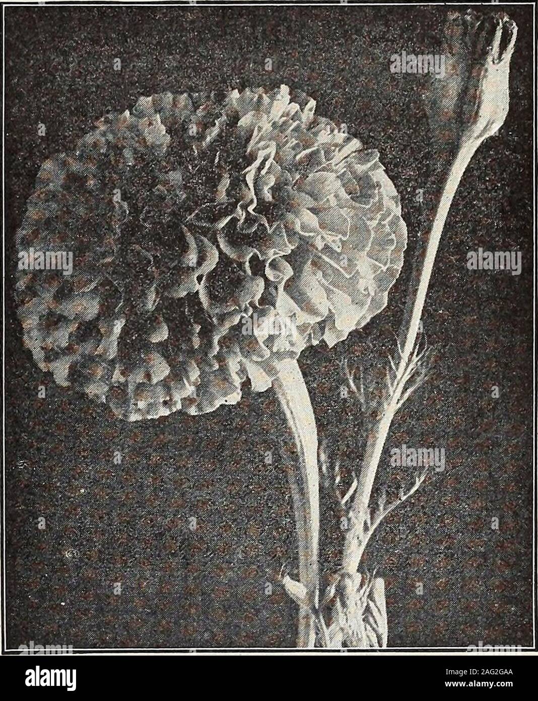 . Seed annual 1913. onof pure white flowers; useful for borders Pkt. 10c. Crystal Palace. Most graceful and very desirable for borders,having bright deep blue flowers; very dark green foli-age Pkt. 5c. Gracilis. The flowers are bright blue with small whitecenters, fine for baskets and vases, trailing gracefully andblooming profusely. Plants six inches high Pkt. 5c. Tenuior. Intensely blue flowers, decidedly larger than theother sorts and with unusually long stems. Very desirablefor outdoor bedding and cutting. Plants upright growing,about one foot high Pkt. 10c. LONDON PRIDE—(See Lychnis Chalc Stock Photo