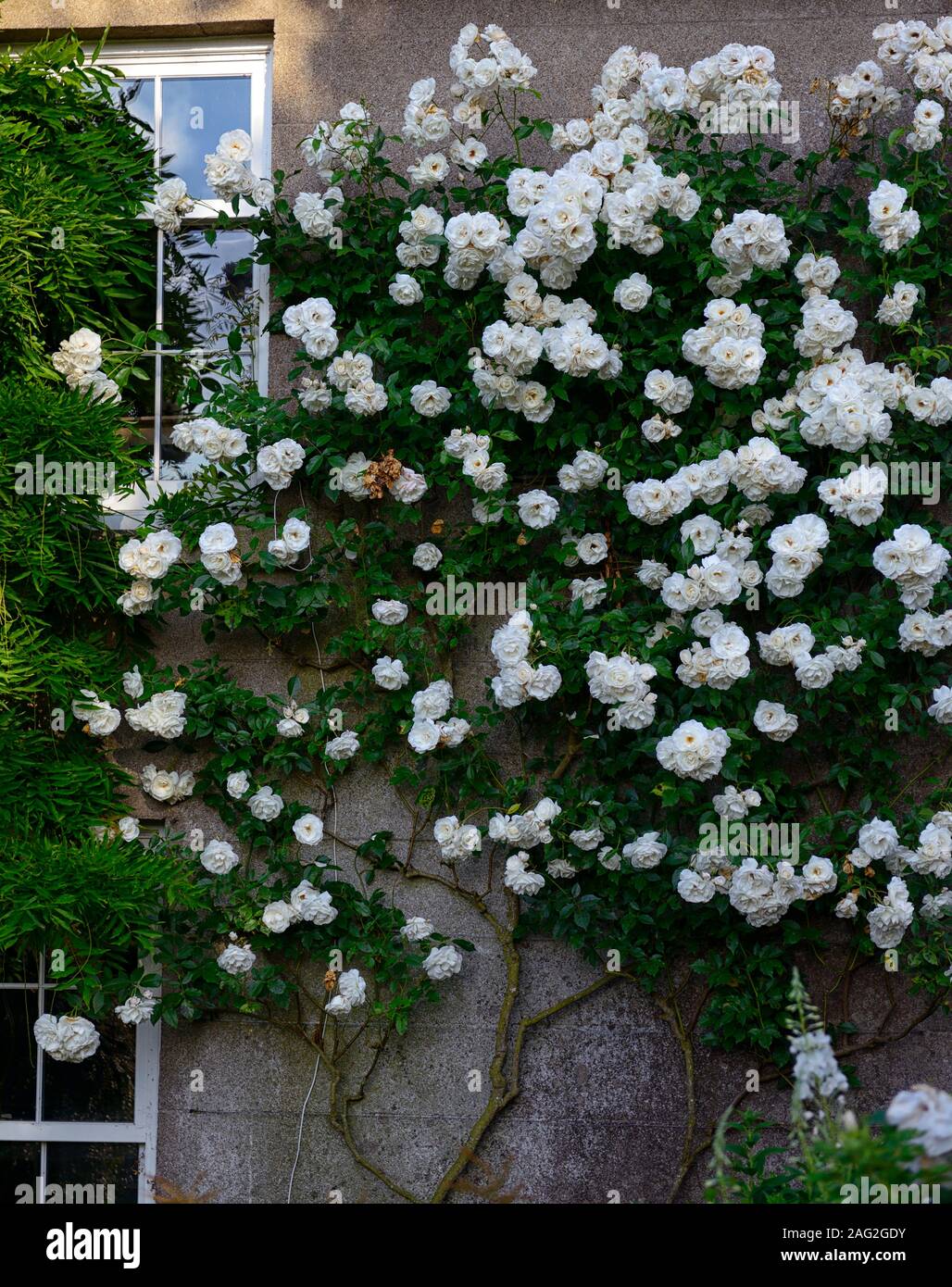 Climbing rambler white rose hires stock photography and images Alamy