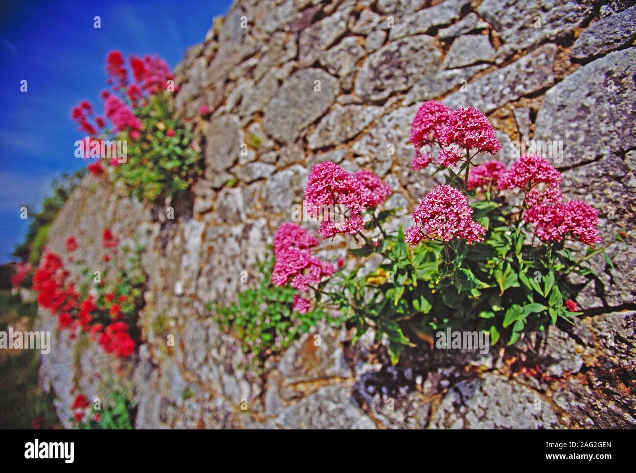 Channel Islands. Guernsey. Herm. Close up of Red Valerian flowers