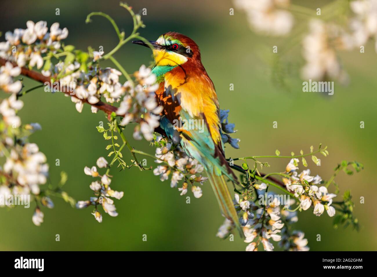 wild beautiful bird sits on a flowering robinia tree Stock Photo