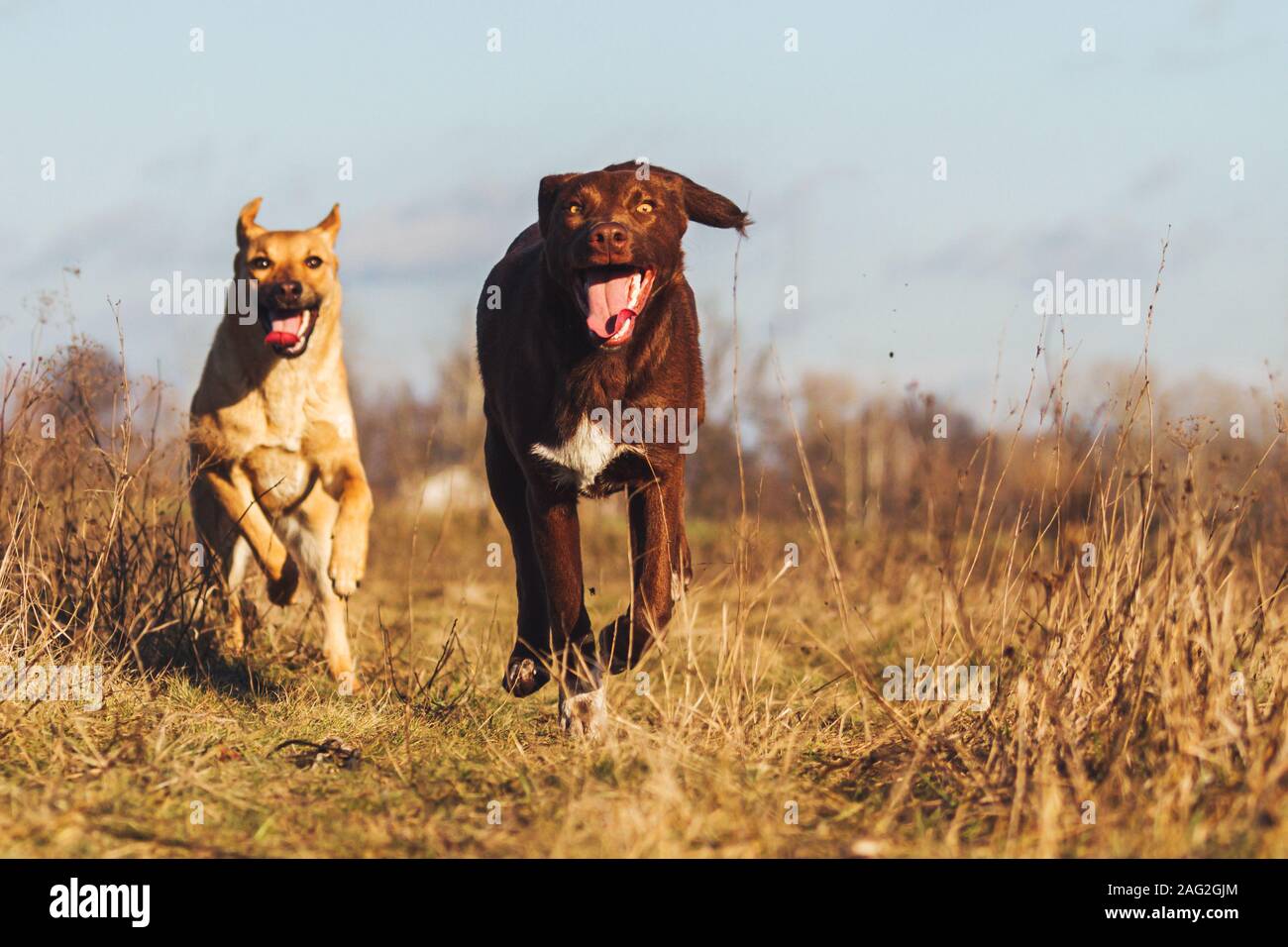 Running and chasing each other hi-res stock photography and images - Alamy