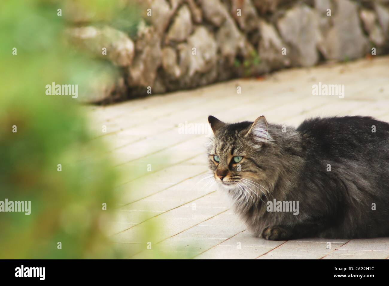 Long haired grey tabby cat laying on the floor Stock Photo