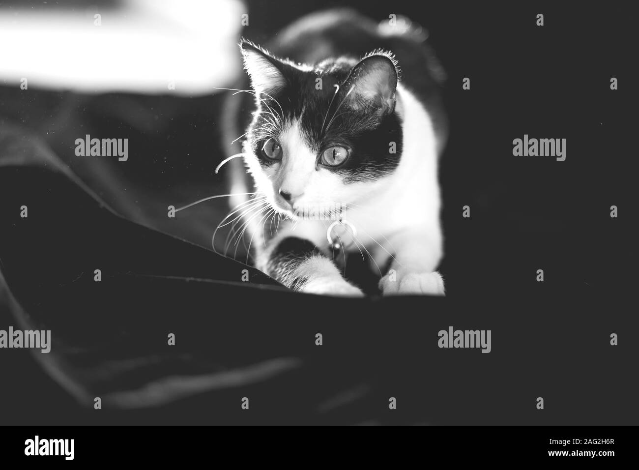 Black and White Cat Stock Photo Alamy