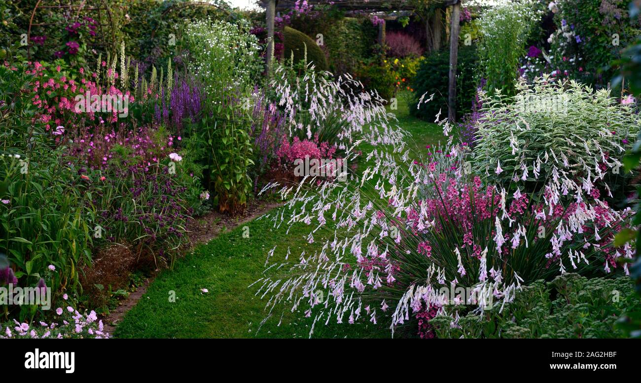 dierama pulcherrimum,pale pink flowers,mixed perennials,cottage garden,borders,arching,dangling,hanging,bell shaped flowers,angels fishing rods,RM flo Stock Photo