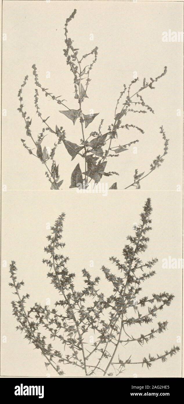 . The plants of southern New Jersey; with especial reference to the flora of the pine barrens and the geographic distribution of the species. Photos Ijy S. Brown. 1. SEA ROCKET. Cakile edentula. 2. SEA BLIGHT. Dondia maritima. N. J. Plants. PLATE I.VII.. Jliotos l)y S. Brown. 1. HALBERT-LEAVED ORACHE. Atriplex hastata. 2. SALTWORT. Salsola kali. PLATE LVIII. Stock Photo