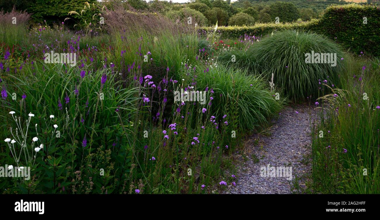 gravel path through prairie style planting scheme,mixed grasses,verbena,tall, perennial, bed, beds, borders, curve, curved, mix, mixed, perennials, Stock Photo