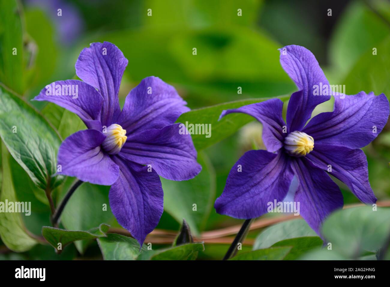 Clematis × durandii,Integrifolia Group,non-twining sub-shrub,indigo blue flowers,flowering,scrambler,climber,garden,gardens,RM Floral Stock Photo