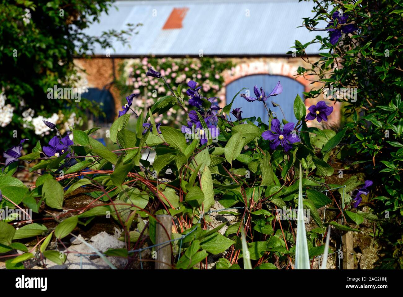 Clematis × durandii,Integrifolia Group,non-twining sub-shrub,indigo blue flowers,flowering,scrambler,climber,garden,gardens,RM Floral Stock Photo