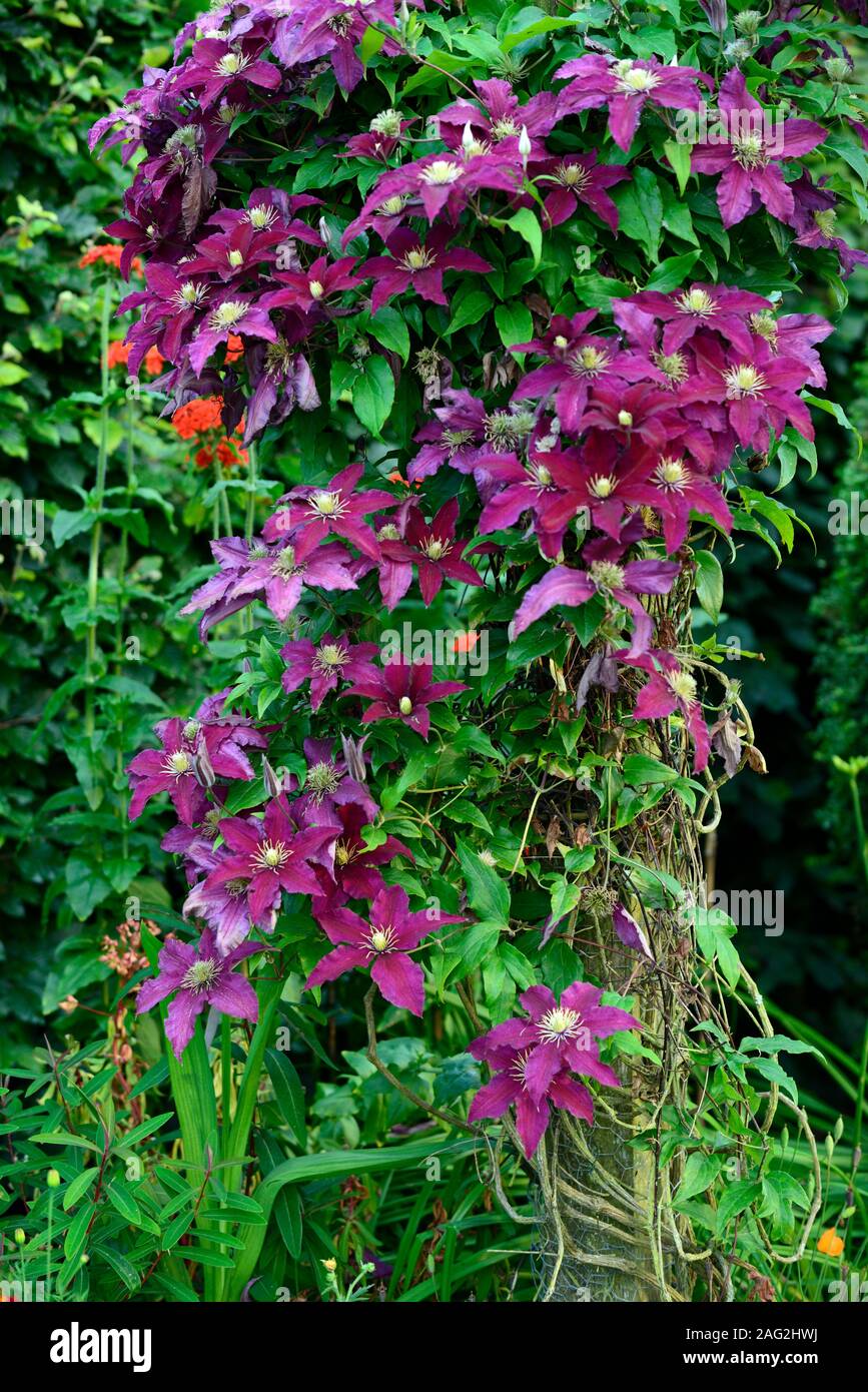 Clematis etoile violette,wine red burgundy,flower,flowers,climber,climbing,trellis,frame,support,cover,covered,profusion,RM Floral Stock Photo