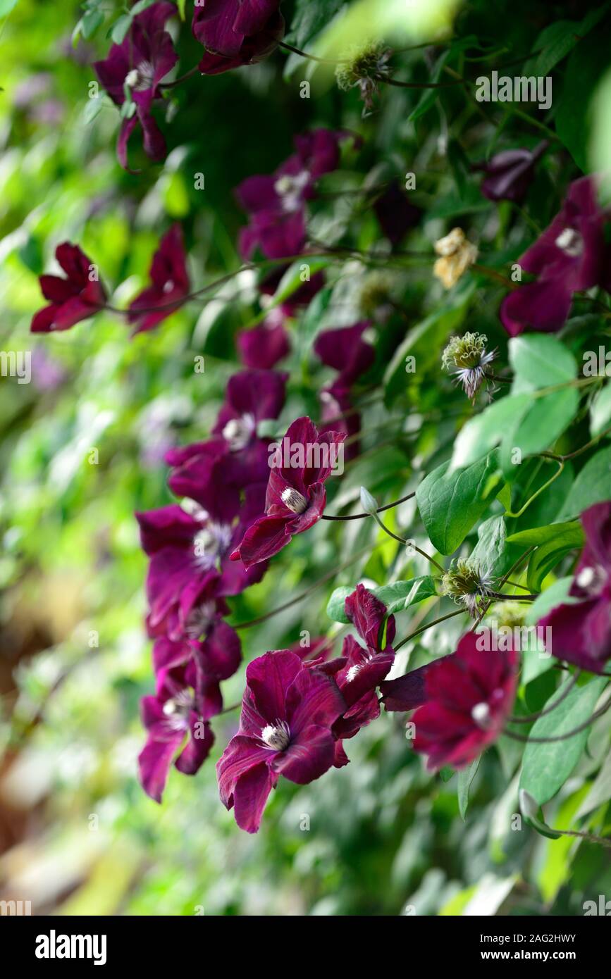 Clematis Niobe,wine red burgundy,flower,flowers,climber,climbing,trellis,frame,support,cover,covered,profusion,RM Floral Stock Photo