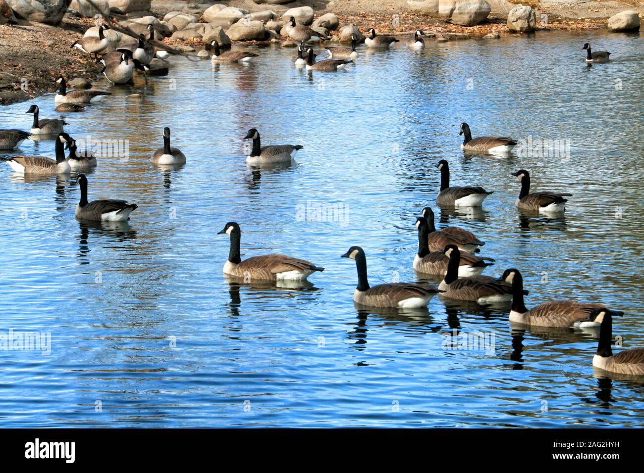 A flock of Canadian geese float on Paul's Pond in Redstone Park in Littleton Colorado. Stock Photo