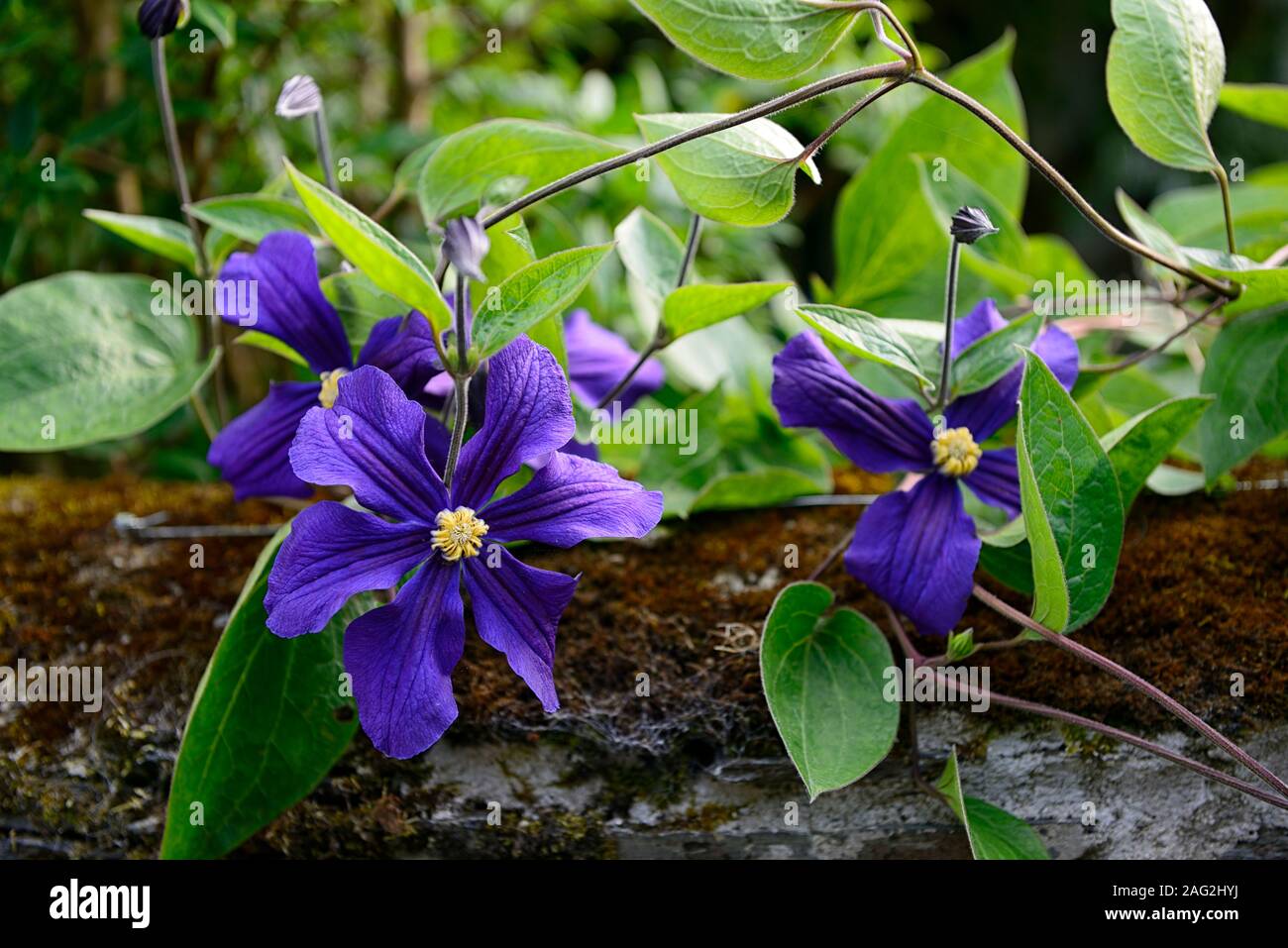 Clematis × durandii,Integrifolia Group,non-twining sub-shrub,indigo blue flowers,flowering,scrambler,climber,garden,gardens,RM Floral Stock Photo