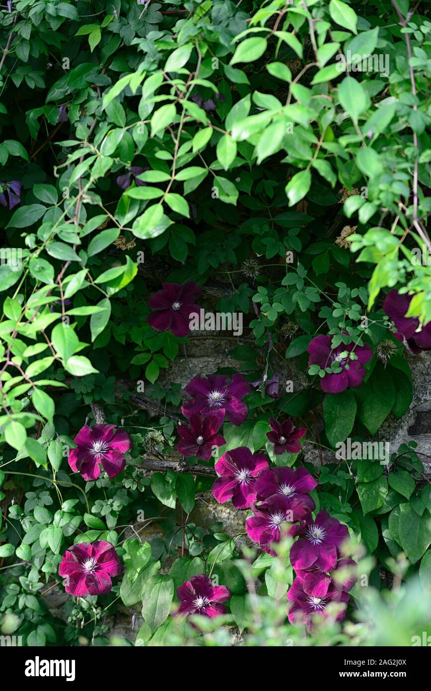 Clematis Niobe,wine red burgundy,flower,flowers,climber,climbing,trellis,frame,support,cover,covered,profusion,RM Floral Stock Photo