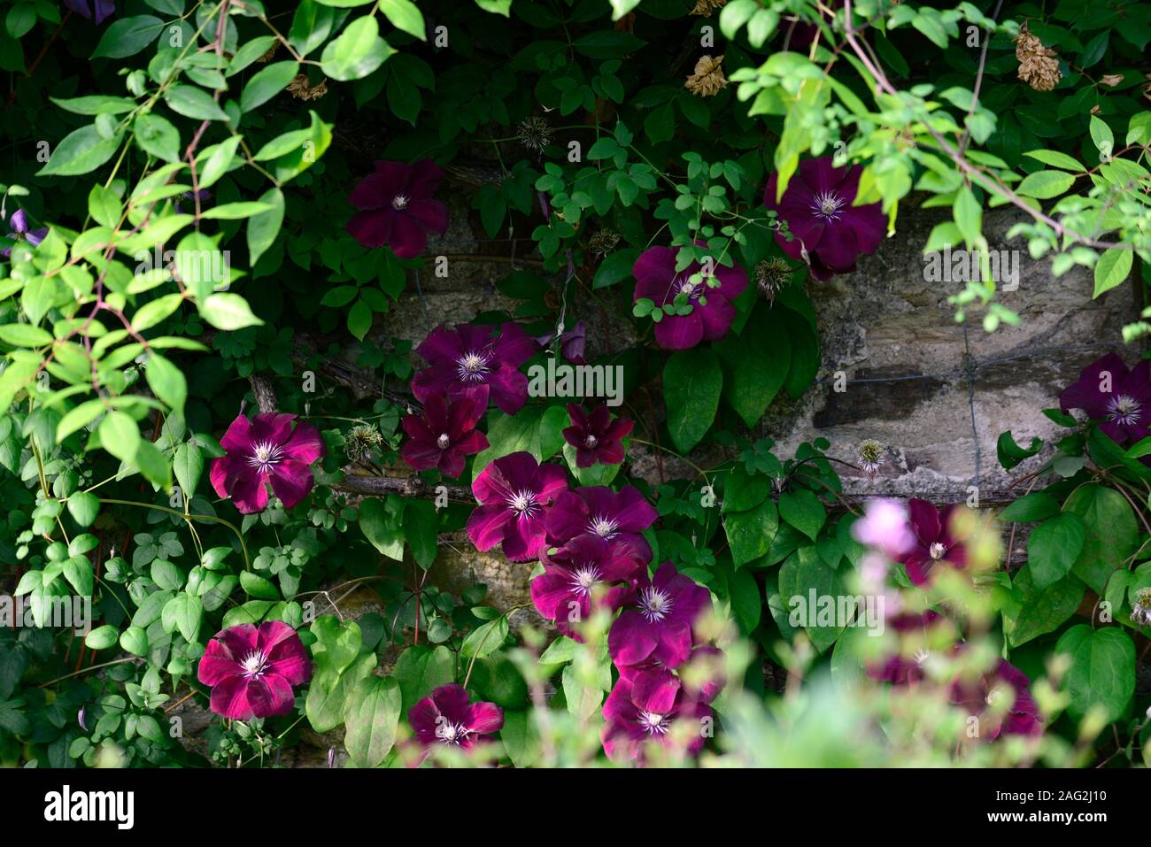 Clematis Niobe,wine red burgundy,flower,flowers,climber,climbing,trellis,frame,support,cover,covered,profusion,RM Floral Stock Photo