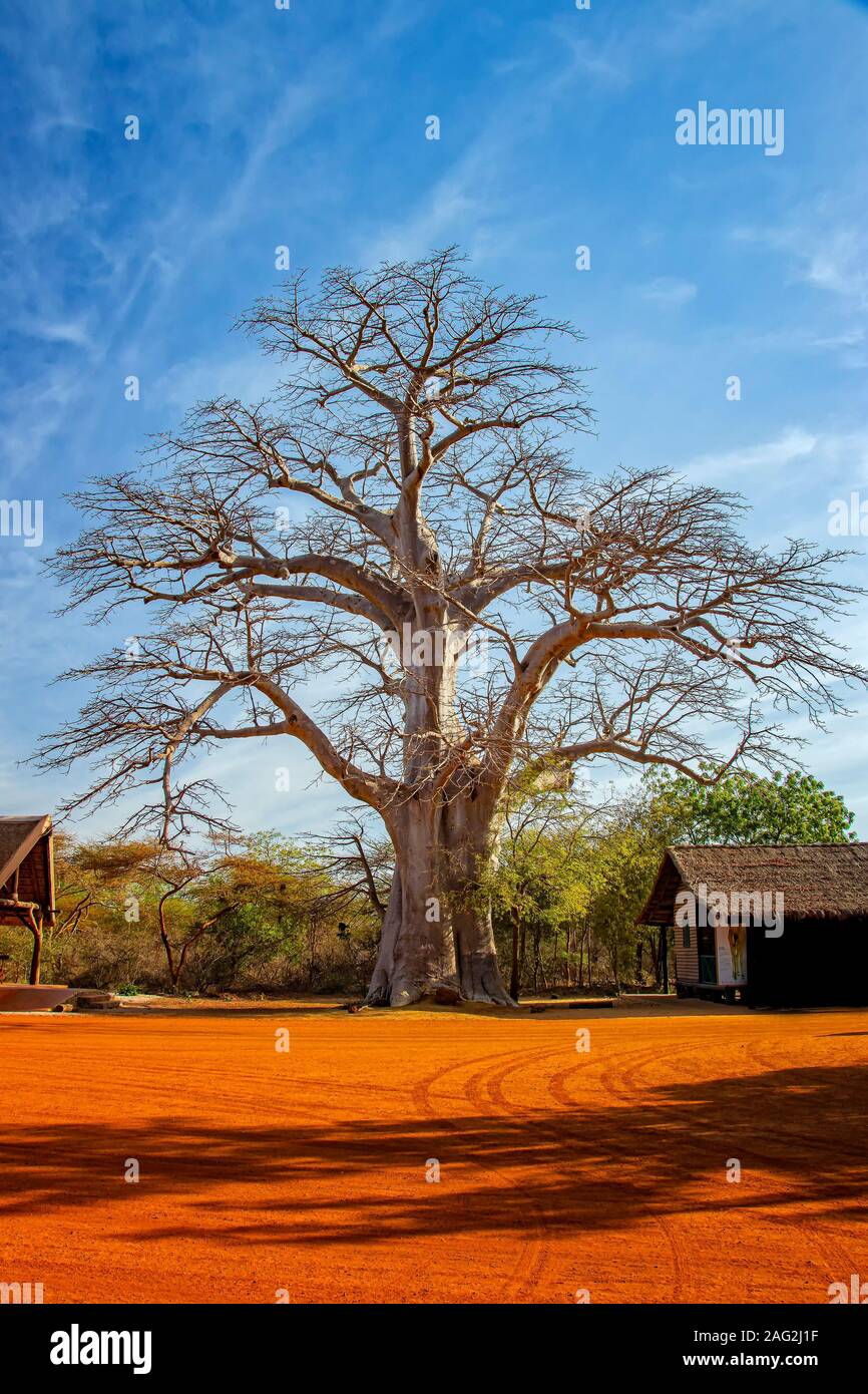 Big baobab tree in Bandia reserve, Senegal. It is nature background, Africa. Stock Photo