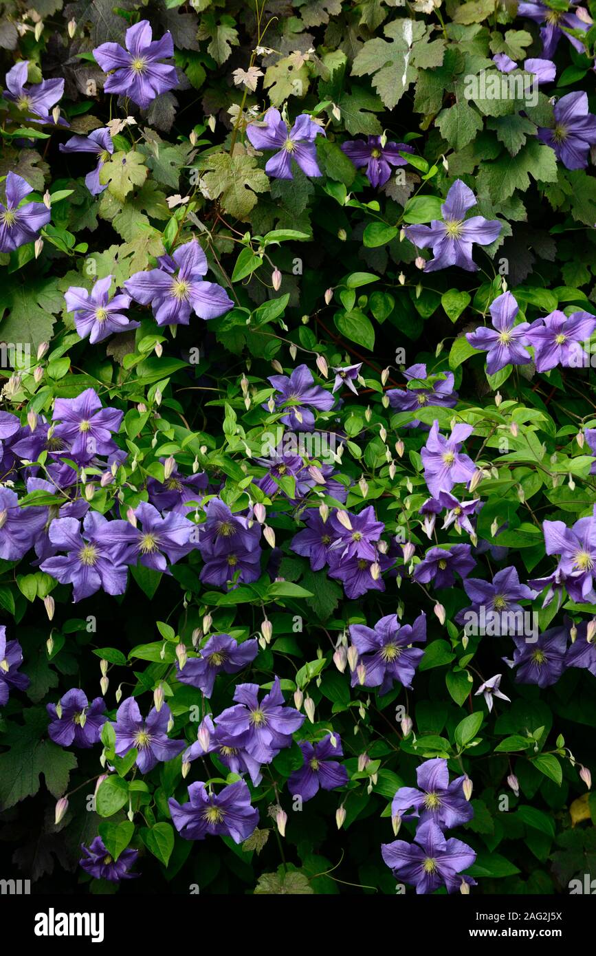 Clematis ‘perle d'azure hires stock photography and images Alamy