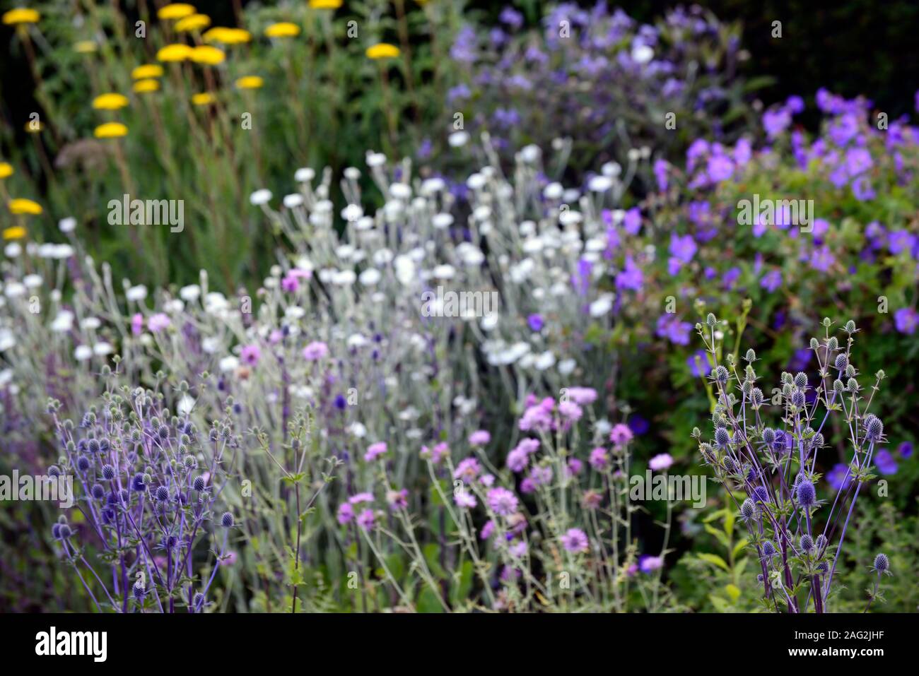 Eryngium planum Blaukappe,sea holly,sea hollies,Lychnis coronaria Alba