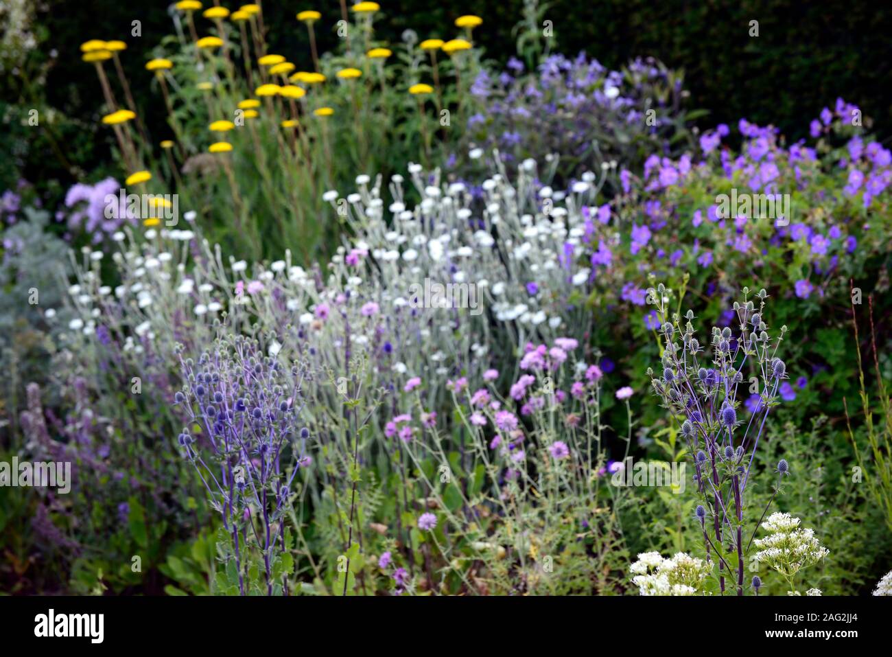 Eryngium planum Blaukappe,sea holly,sea hollies,Lychnis coronaria Alba