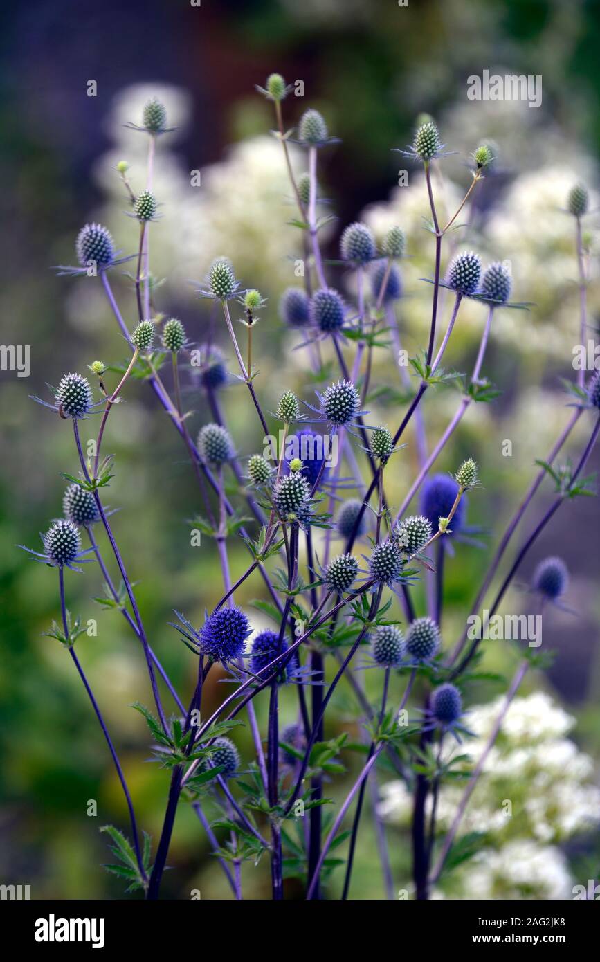 Eryngium planum Blaukappe,sea holly,sea hollies,blue flower,blue