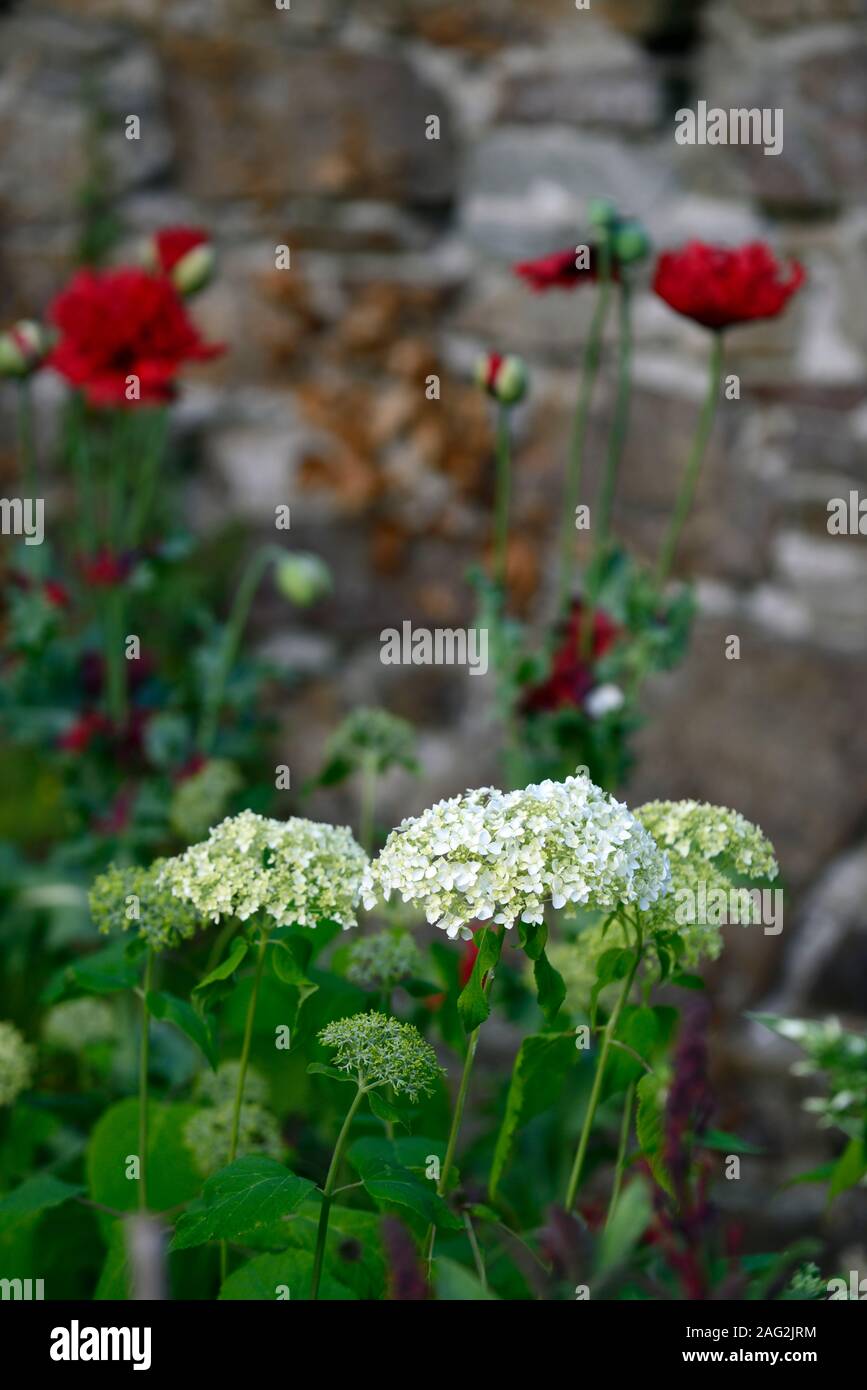 Hydrangea arborescens annabelle,white flowerhead,Papaver somniferum Double Red,opium poppy,flower,flowers,flowering,mix,mixed,combination,border,borde Stock Photo