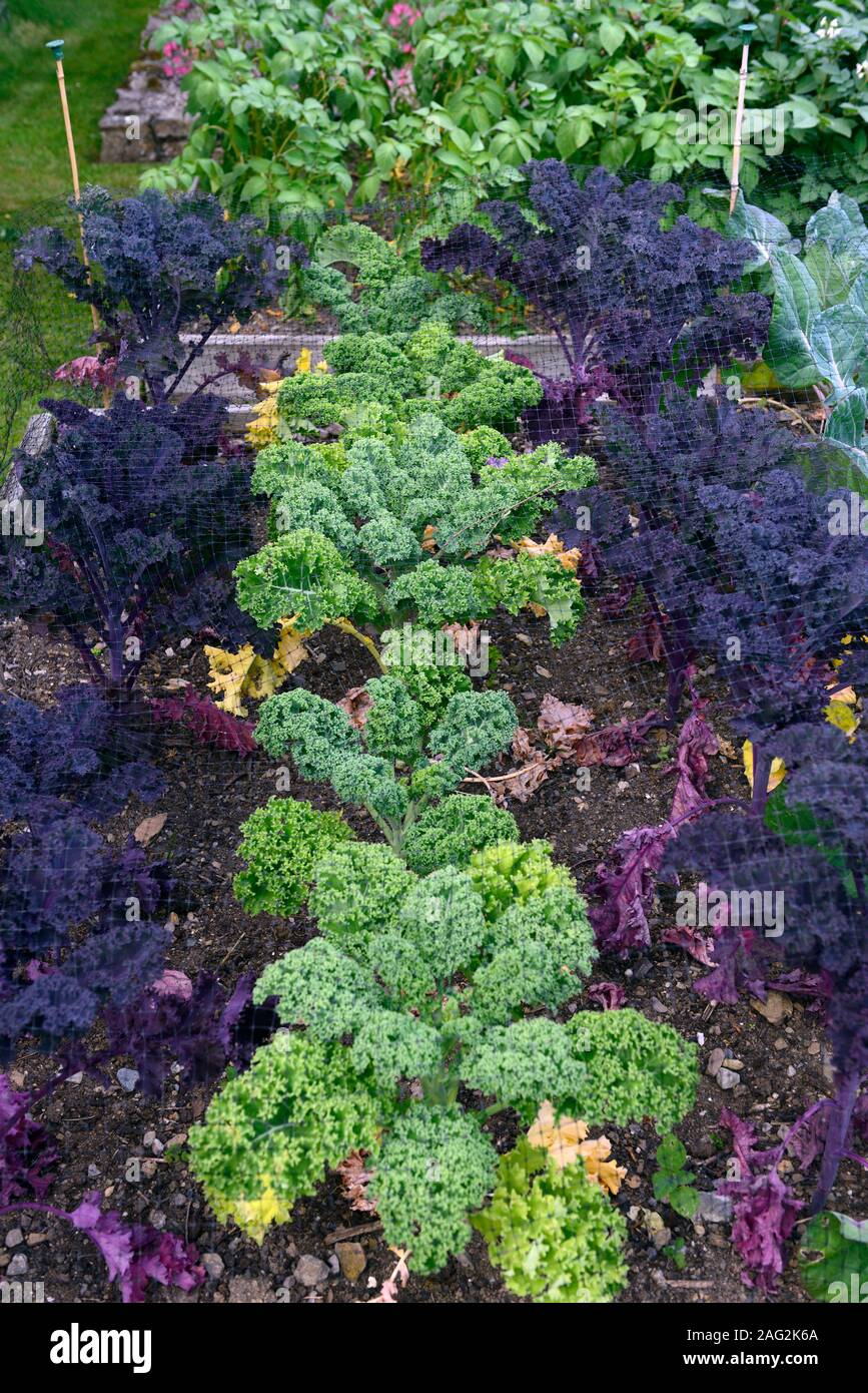 vegetable beds,plots,raised beds,flowers,mix,mixed,display,display,brassica,brassicas,purple sprouting broccoli,kale dwarf green curled,broccoli,net,n Stock Photo