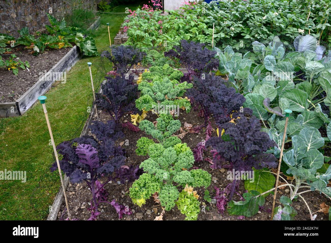 vegetable beds,plots,raised beds,flowers,mix,mixed,display,display,brassica,brassicas,purple sprouting broccoli,kale dwarf green curled,broccoli,net,n Stock Photo