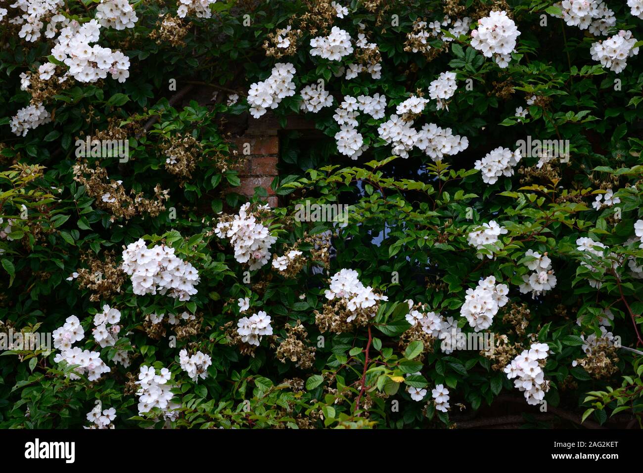 rosa rambling rector,rose rambling rector,white rambler,white rambling, climber,climbing rose, flowering,flowers,fragrant,scented,RM Floral Stock Photo