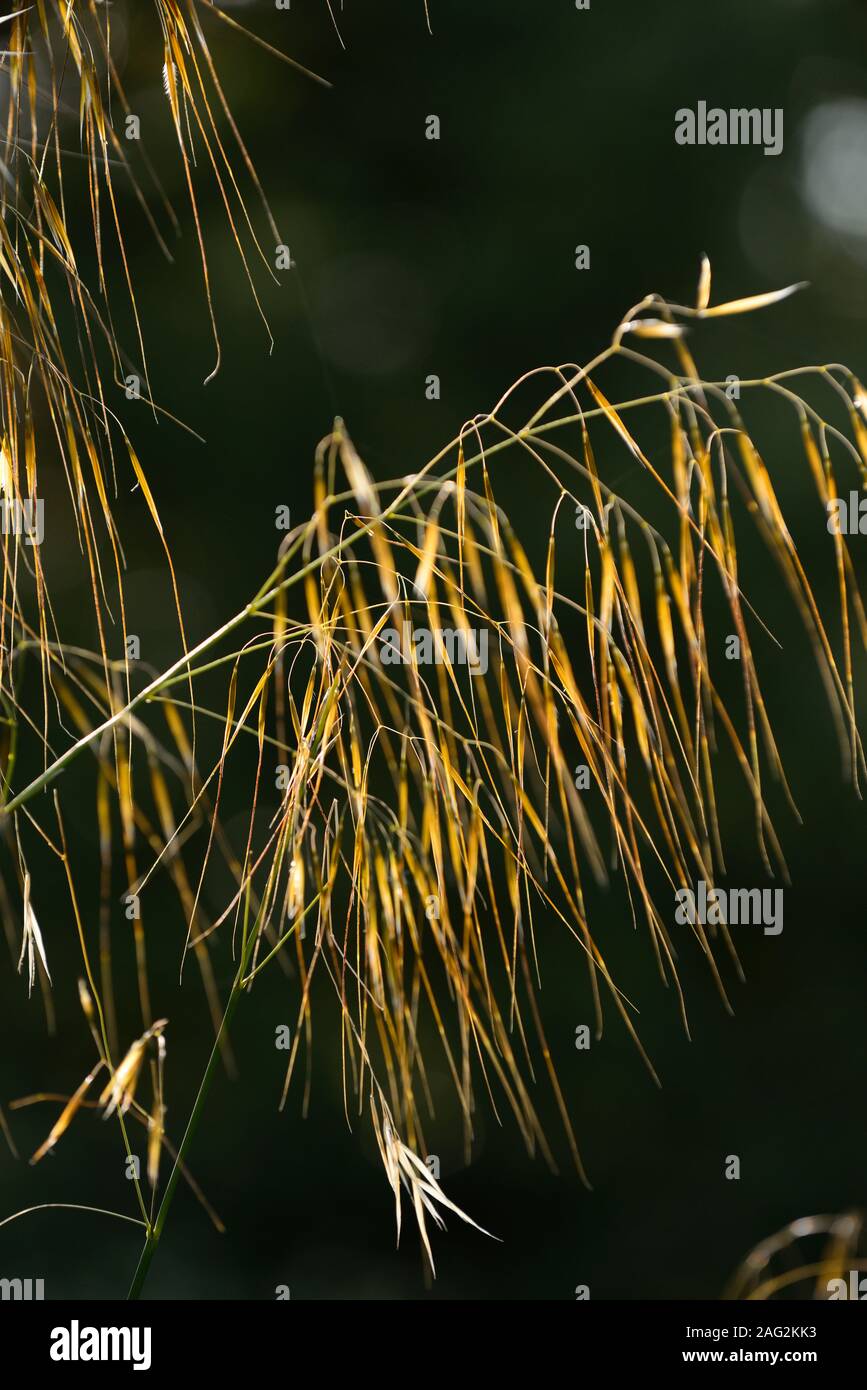 stipa gigantea,giant feather grass,seedhead,seeds,grass,grasses,ornamental grass,backlit,sunlight,autumn,RM Floral Stock Photo