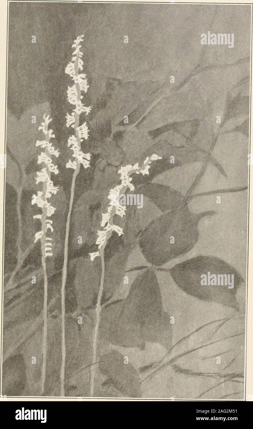 . The plants of southern New Jersey; with especial reference to the flora of the pine barrens and the geographic distribution of the species. From Painting by II. K. Stone. RATTLESNAKE PLANTAIN. Peramium pubescens. N. J. Plants. PLATE LI.. From Painting by II. E. Stone. SLENDER LADIES TRESSES. Gyrostachys gracilis. N. J. Plants. PLATE LII. Stock Photo