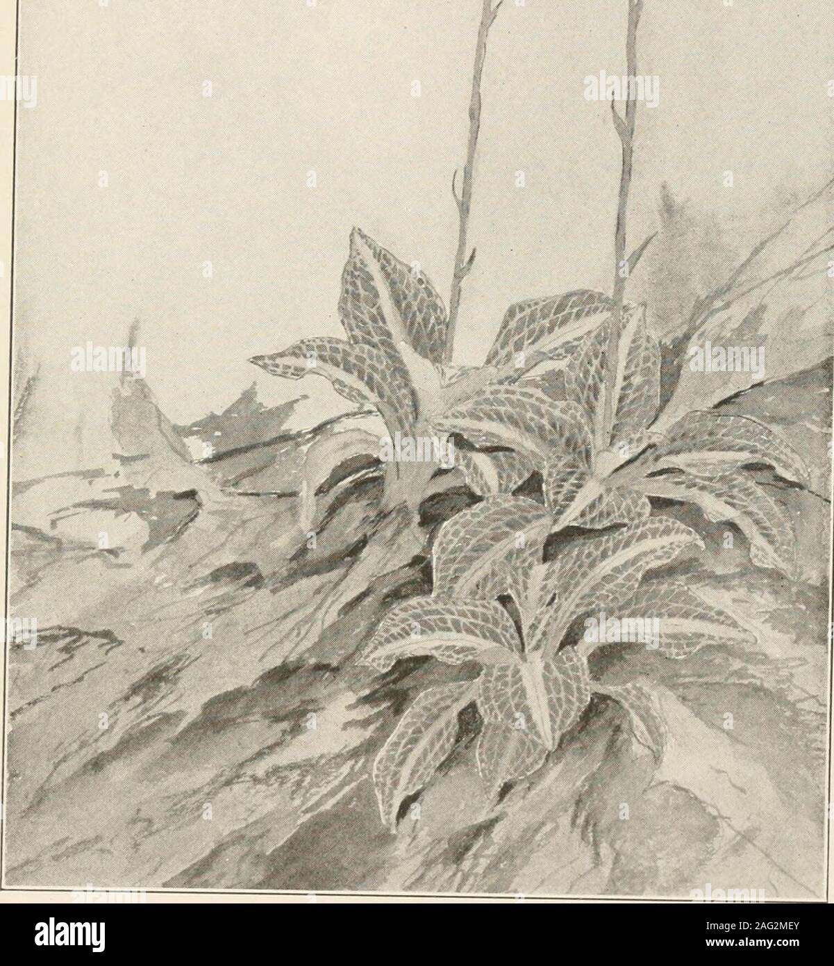 . The plants of southern New Jersey; with especial reference to the flora of the pine barrens and the geographic distribution of the species. From Painting by H. E. Stone. WHORLED POGONIA. Isotria verticillata. N. J. Plants. PLATE L.. From Painting by II. K. Stone. RATTLESNAKE PLANTAIN. Peramium pubescens. N. J. Plants. PLATE LI. Stock Photo