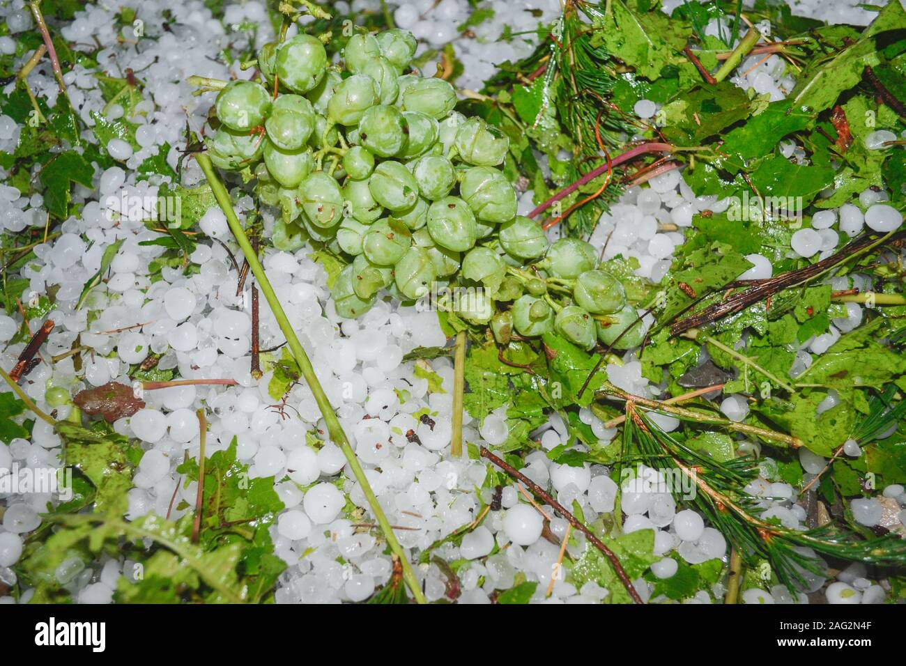 Damaged bunch of grapes among hailstones. Hailstorm hit vineyards & gardens. Hail at wine producing region of Alazani Valley, Kakheti, Georgia, Europe Stock Photo