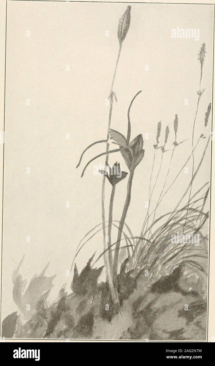 . The plants of southern New Jersey; with especial reference to the flora of the pine barrens and the geographic distribution of the species. From Painting by TT. g. gfonc. ROSE POGONIA. Pogonia ophioglossoides. N. J. Plants. PLATE XLIX.. From Painting by H. E. Stone. WHORLED POGONIA. Isotria verticillata. N. J. Plants. PLATE L. Stock Photo