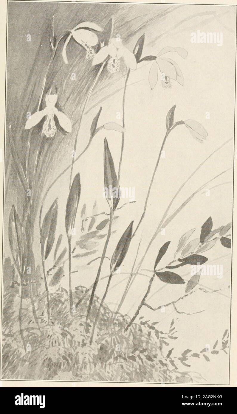 . The plants of southern New Jersey; with especial reference to the flora of the pine barrens and the geographic distribution of the species. From Painting by H. E. Stone. SNOWY ORCHIS. Gymnadeniopsis nivea. N. J. Plants. PLATE XLVIII.. From Painting by TT. g. gfonc. ROSE POGONIA. Pogonia ophioglossoides. N. J. Plants. PLATE XLIX. Stock Photo
