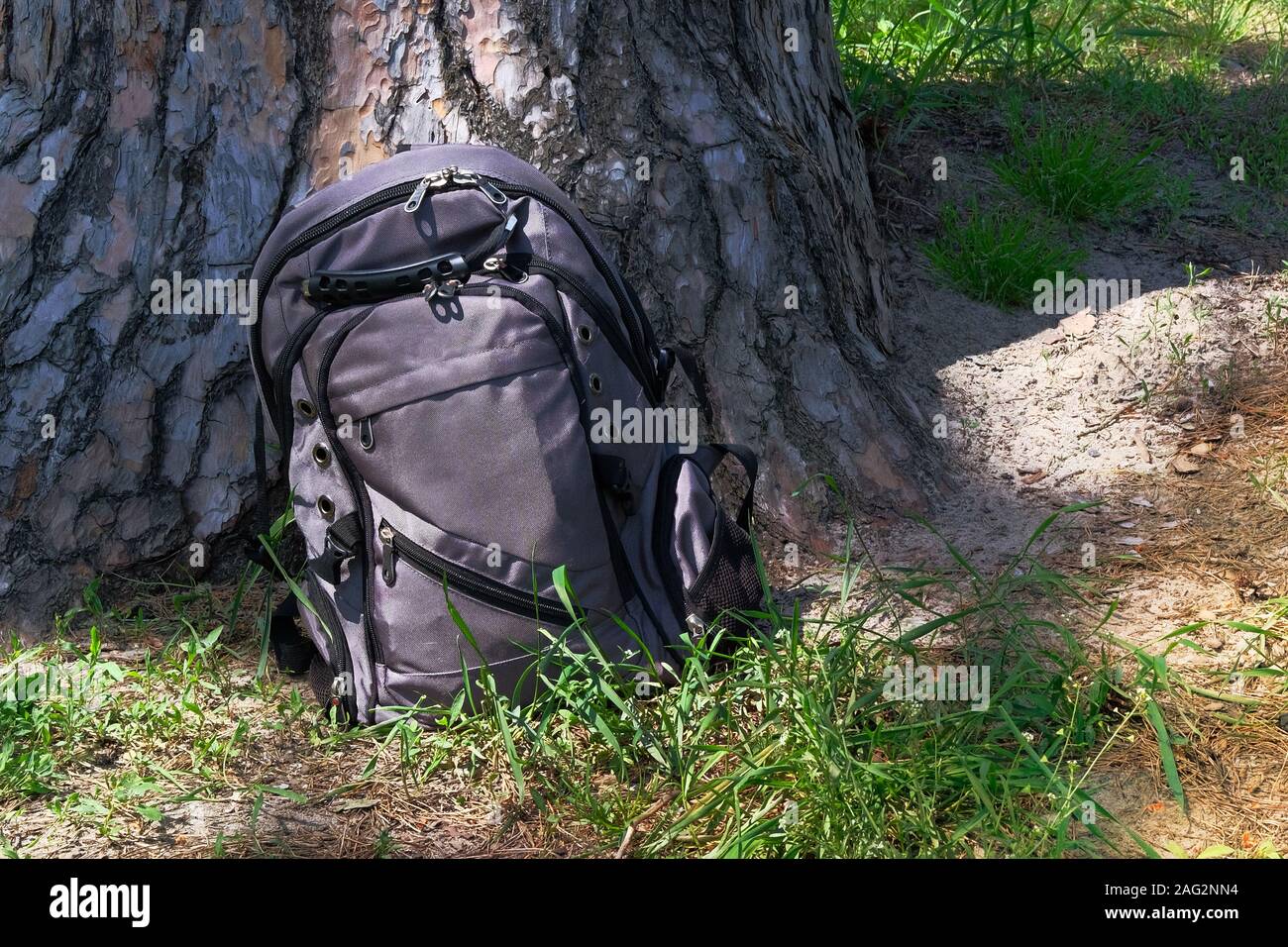 Backpack rests in pine summer forest near tree. Summer dry sunny forest. Close up view. Stock Photo