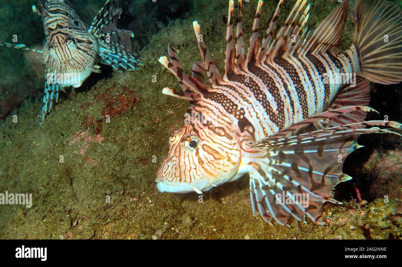 Pterois Russelii High Resolution Stock Photography and Images Alamy