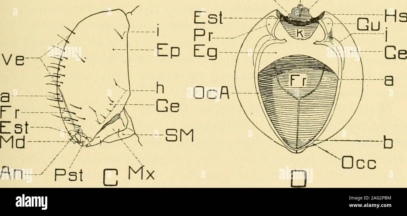 . Smithsonian miscellaneous collections. Cl-x Eph/-Lar Hst. Fig. 37.—GnathotricJius maleriarius Fitch : Head of fully-grown larva; A, fron-tal aspect, B, ventral aspect, C, lateral aspect, D, occipital aspect. Ah, antenn.i; CI, clypeus, seta clypei; Eg, entogular plate; Ep, epicranium; Eph, epi-pharynx; Est, epistoma; Fr, front; Ge, gena; Gu, gula; Hst, hypostoma; Lar, labrum,setae labralis; Li, ligula; Md, mandible; Mc, mentum; Mx, maxilla; Occ, occiput; OcA,occipital apodeme; Pr, pregena; Pst, pleurostoma; SM, subraentum; Ve, vertex; a, suturametopica; b, sutura fronto verticale; c, seta gen Stock Photo