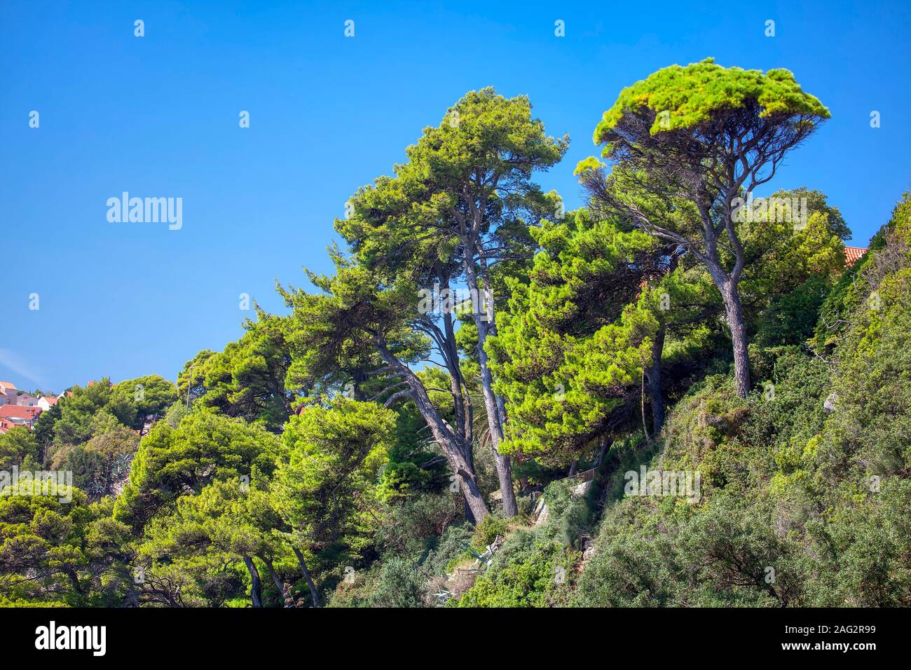 Climate environment evergreen exotic hires stock photography and