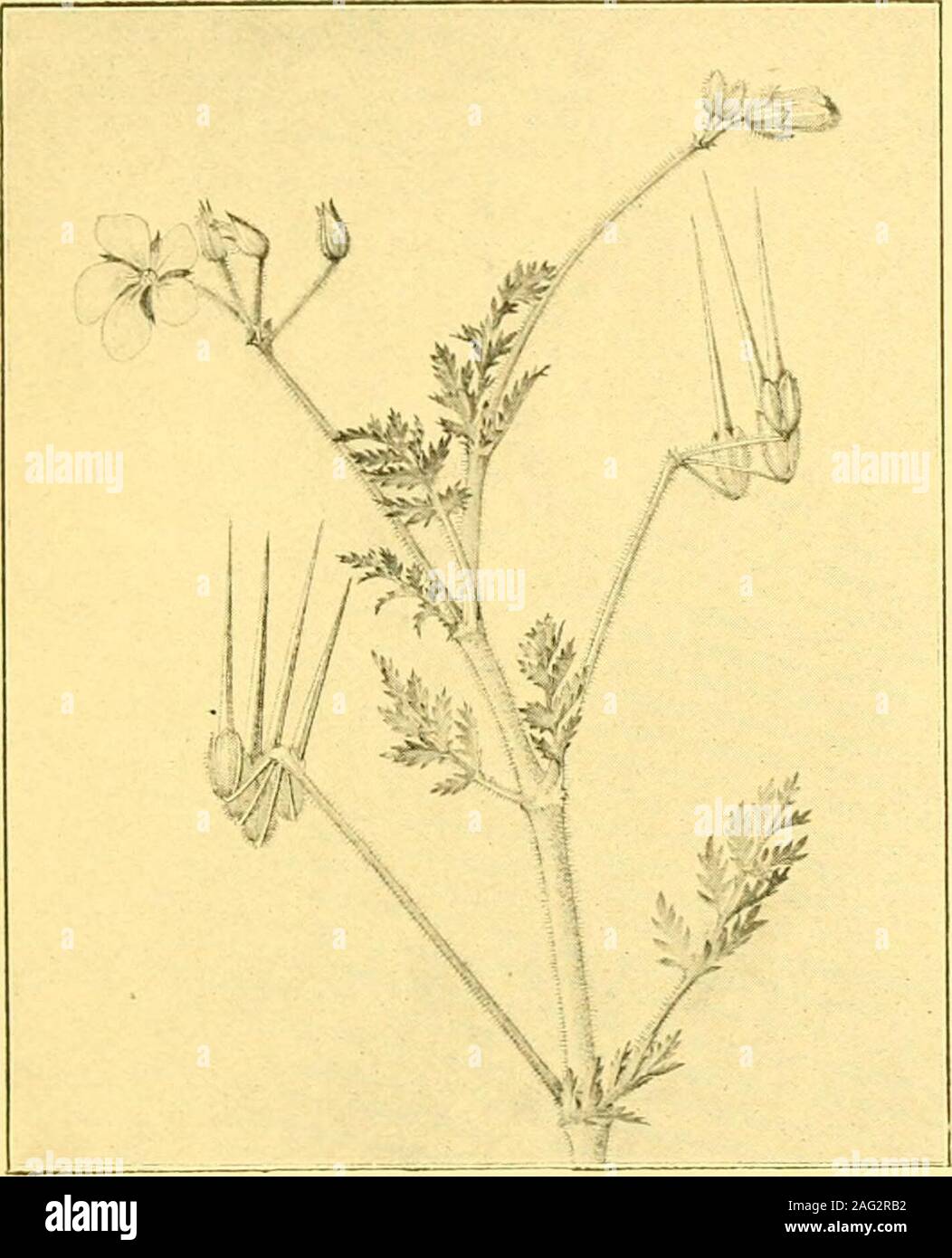 . Field and woodland plants. The fruit op tiikStorks-bill. WASTES AND WAYSIDES IN SUMMER 161 flowers, one of which—the Haiiy Tare ( Vicia hirsulu)—is verycommon in fields and hedges, tiowering from June to August. Thestems of this plant are slender, hauy, and are so much branchedthat they form tangled masses, often mixed up in a confusedmanner ith neighbouring plants. The leaves have from six to. THE Hemlock Storks-bill. eight paii-s of leaflets ; and tlie minute, pale blue flowers, in clustersof from one to six, are on long peduncles. The pods have only twoseeds, and are hairy and sessile. Stock Photo