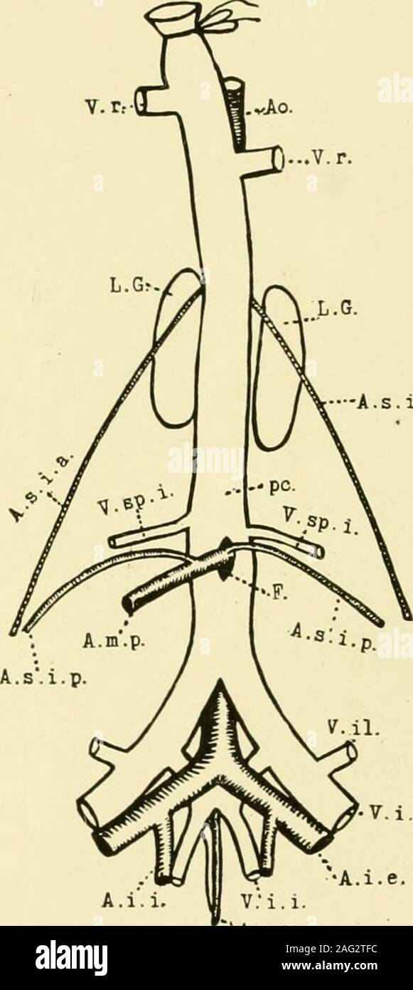 . The American journal of anatomy. given off from the caudal end ofthe aorta and passed ventrad through aforamen (F.) in the postcaval vein(Text Fig. IX). In its point of originirom the aorta as well as in its distri-bution to the intestines this arteryagreed in all respects with the posteriormesenteric arteries of other mammals.In addition to its branches to the intes-tines it also gave off as branches, afterpassing through the foramen, the twoposterior internal spermatic arteries(A. s. i. p.) which were distributed tothe ovaries in the usual manner.* Owen, 66, has stated that the absence of Stock Photo