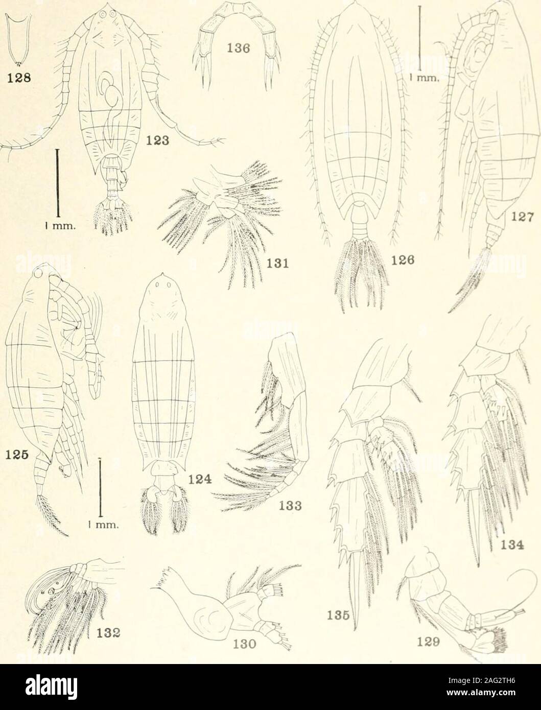 . Bulletin - United States National Museum. 118 Species of Gaetanus. Gaussia. Heterorhabdus. and labidocera. 114—116, Gaetanus microcanthus, new species: 114, Dorsal view, female; 115, lateral view, female; 116, fifth legs, male.117-119, Gaussia princeps (T. Scott): 117, Dorsal view, female; 118, lateral view, female;119, dorsal view, male.120, Heterorhabdus clausii (Giesbrecht), female: Fifth leg.121-122, Labidocera acuta (Dana), female: 121, Dorsal view; 122, lateral view. U. S. NATIONAL MUSEUM BULLETIN 100. VOL. 14. PART 4 PLATE 12. SPECIES OF LABIDOCERA AND LOPHOTHRIX. 125. Labidocera acut Stock Photo