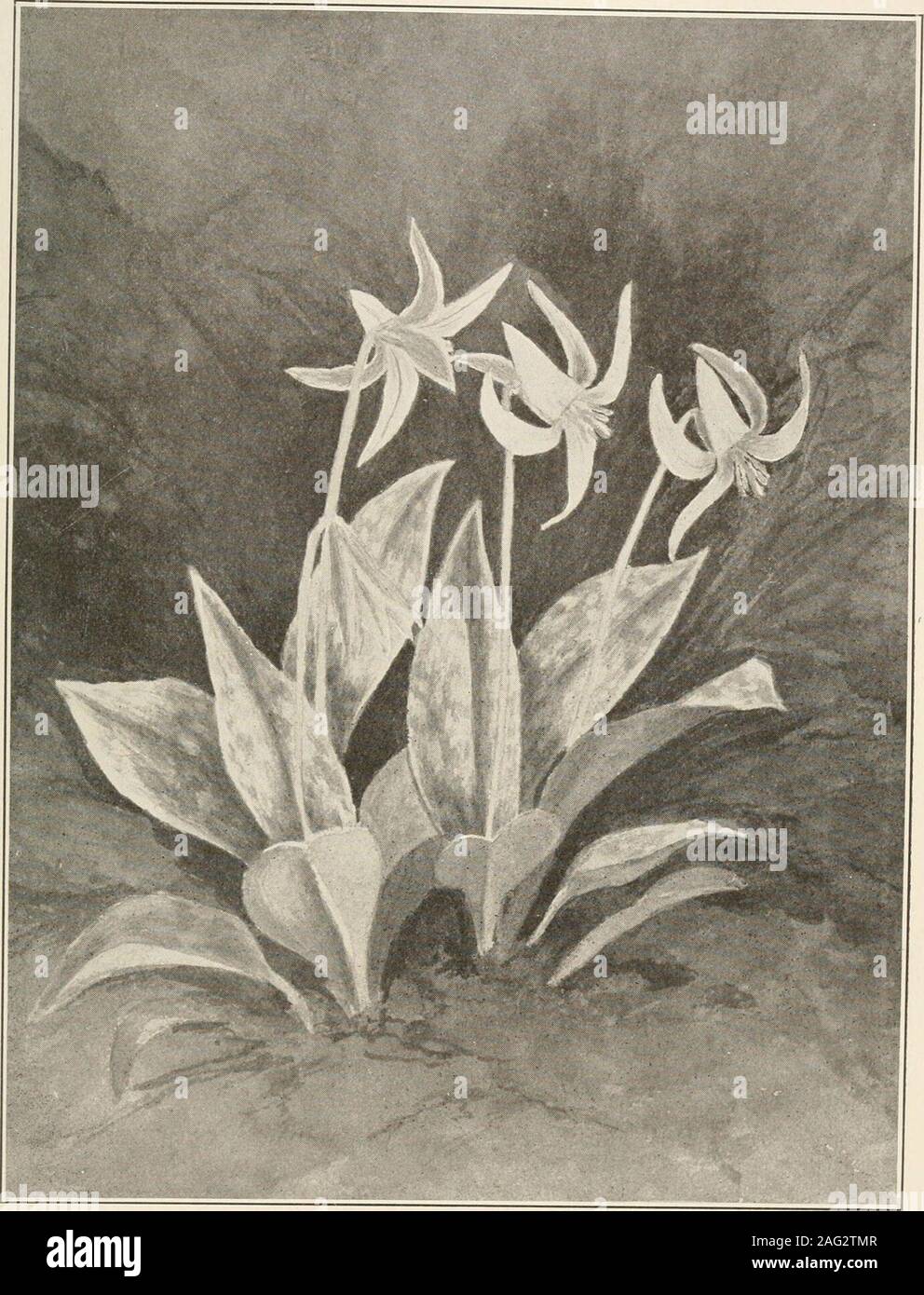 . The plants of southern New Jersey; with especial reference to the flora of the pine barrens and the geographic distribution of the species. N. J. Plants. PLATE XL.. From Painting by H. F.. Stone. DOG-TOOTHED VIOLET. Erythronium americanum. N. J. Plants. PLATE XLl. Stock Photo