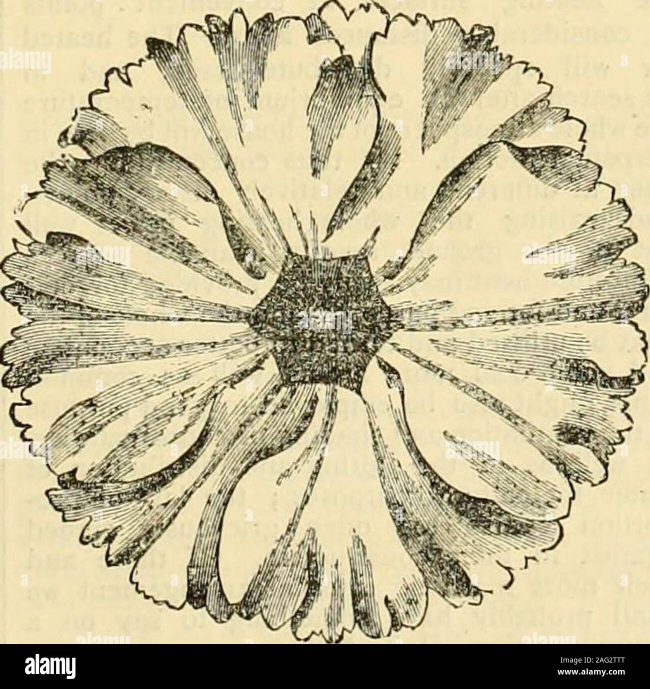 . The Gardeners' chronicle : a weekly illustrated journal of horticulture and allied subjects. i^iS CINERARIA, WeatheriUs Extra Choice Strain, 5^..3J. 6c/., 25. 6d., and Fiont Mr. Gray, Gardeucr to — Walker, Esq.,yanuary 8, 1880. I am pleased to inform you that the Cinerariaseed had from you last year has proved a grandstrain, for 1 have some very fine flowers over 2 inchesacross. CYCLAMEN PERSICUM, Brilliant (New) . CYCLAMEN PERSICUM GIGANTEUM, 5s., . SJ. and 35. 6d, & CYCLAMEN PERSICUM GIGANTEUM RUBRUM(New) .. .. .. .. .. 5s. and CYCLAMEN PERSICUM, Williams Superb Strain, ^s., 31. 6(f , -ss. Stock Photo
