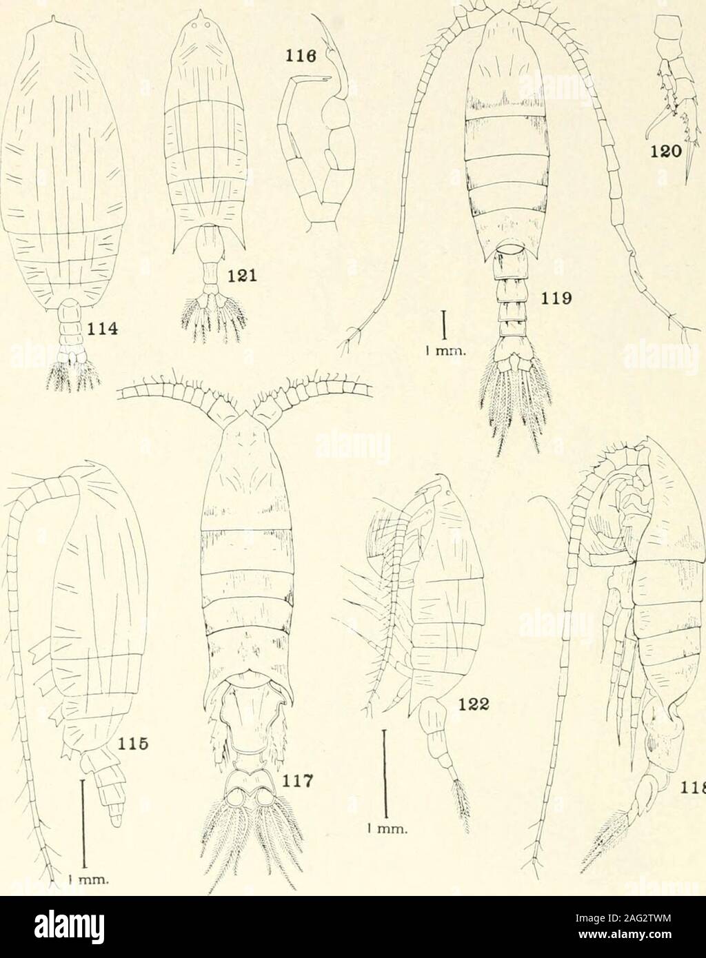 . Bulletin - United States National Museum. 109 Species of Euchirella, arietellus. and Gaetanus. 101-106, Euchirella grandicornis, new species: 101, Dorsal vii male; 103, lateral view, female; 104, second maxill, female; 106, fifth le107. Arietellus giesbrechti Sars, female: Fifth le108-113, Gaetanus curvispinus, new species: female; 110, basipod of four: ale; 111, fifth I 112, fifth legs, adult male; 113, rost: U. S. NATIONAL MUSEUM BULLETIN 100, VOL. 14. PART 4 PLATE 11. 118 Species of Gaetanus. Gaussia. Heterorhabdus. and labidocera. 114—116, Gaetanus microcanthus, new species: 114, Dorsal Stock Photo