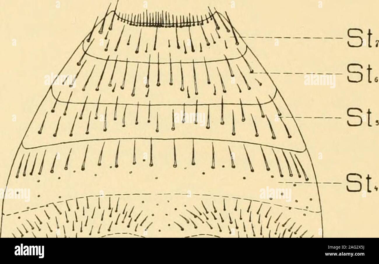 Echt Divine Leggings Review  International Society of Precision Agriculture