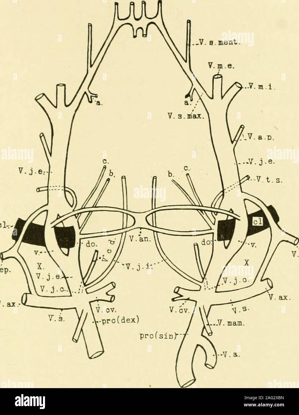Subclavia y hires stock photography and images Alamy