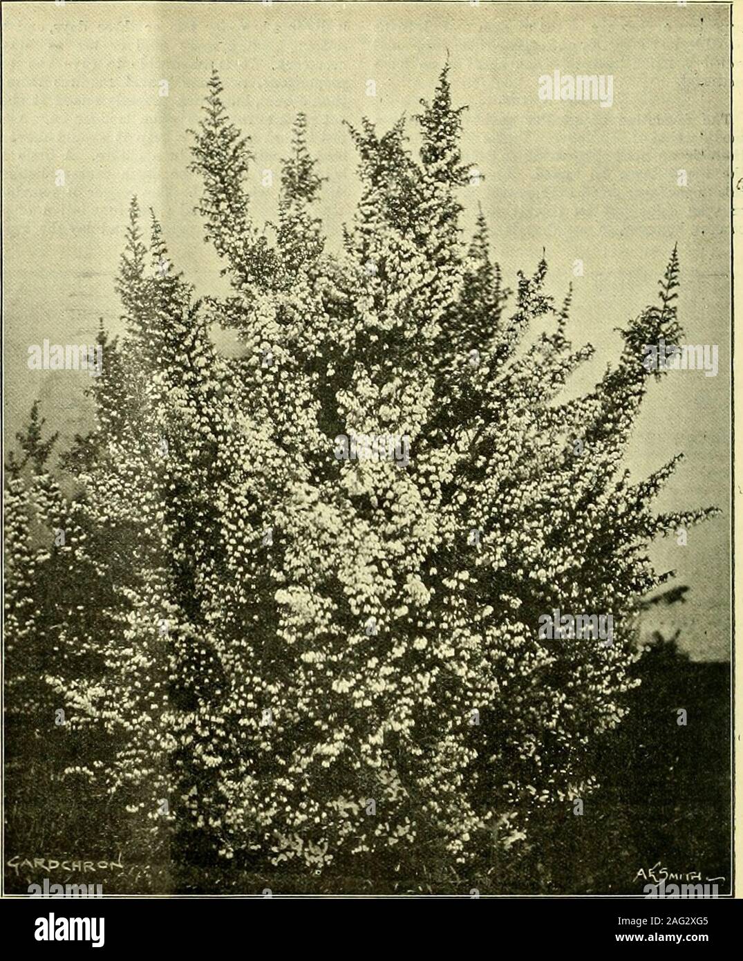 . The Gardeners' chronicle : a weekly illustrated journal of horticulture and allied subjects. 1^ Fig. 98.—erica lusitanica (codonodes), one of the parents of e. x veitchii. Showing a single leaf, a flower, and a section through a flower, all magn. 4 diani. ; pollen-graius magQ. 300 diani.. Fig. 97.-erica x veitchii, from a natural cross betweene. lusitanica (codonodes) and e. arborea. Stock Photo