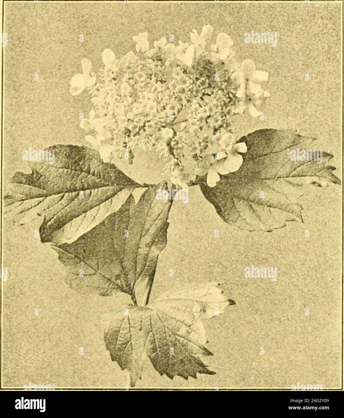 Pilli hi-res stock photography and images - Alamy