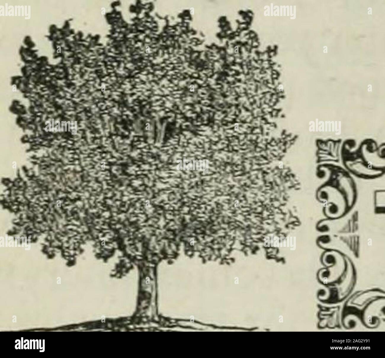 . www.flickr.com/photos/internetarchivebookimages/tags/book.... ple, Mock Plane-tree, Plane-tree, European S)camore, (LiNN^cs, Species Plantarum.? I MicHAux, North American Sylva.?{ Don, Millers Dictionary. I LocDON, Arboretum Britannicum.Selby, British Forest Trees. France. Germany. Italy. England.Scotland.United States. IMrications. The botanic name, pseiido-platanus, is derived from the Latin, and signifies false plane-tree. The other namare generally significant in themselves. Engravings. Michaux. North American Sylva, pi. 44; Loudon, Arboretum Britannicum, v., pi. 32; Selby, British Fores Stock Photo